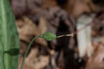 White troutlily <BR>White fawnlily